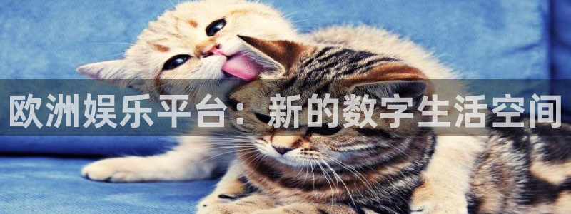 红杏视频在线观看